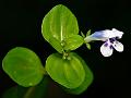 Roundleaf Bog-Herb